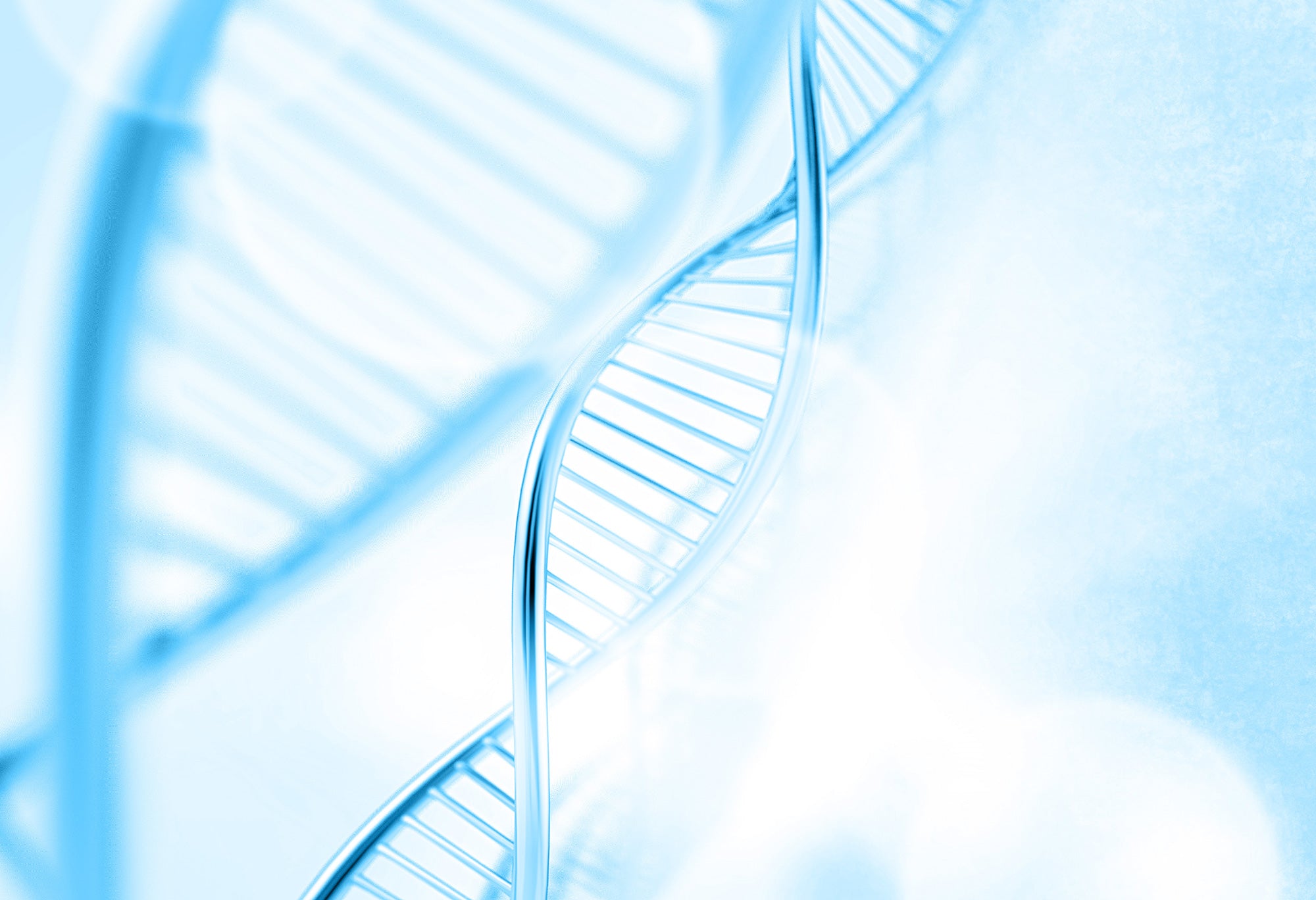 Cellules souches et acide hyaluronique